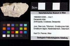 Foto (Objket + Etiketten) von Decapoda indet. 